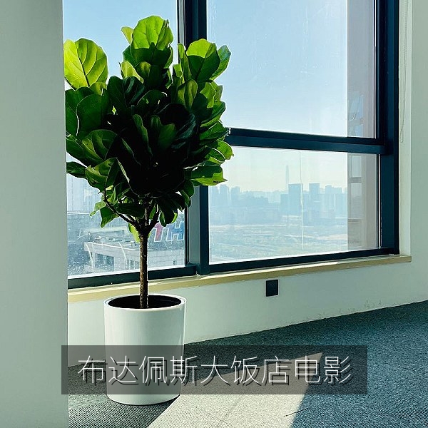 欧美喜剧电影《布达佩斯大饭店》美学风格剧照