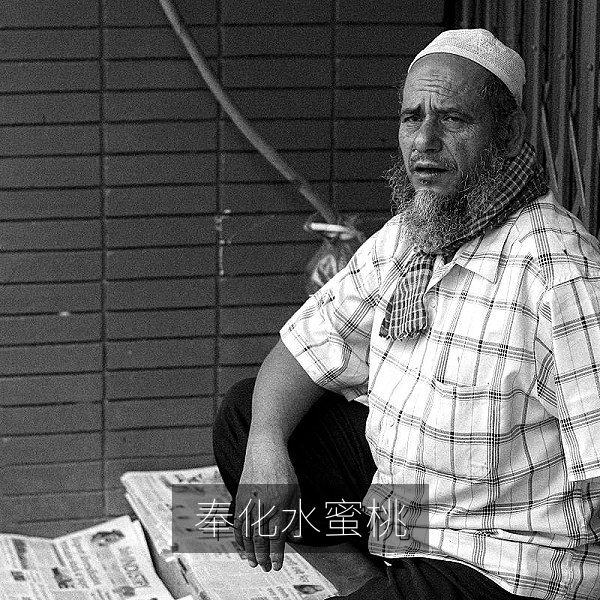 奉化水蜜桃挂在枝头，果尖微红