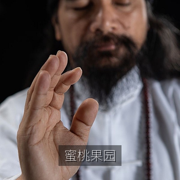 夏季蜜桃果园里挂满枝头的水蜜桃
