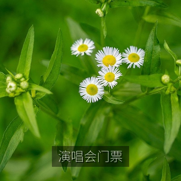演唱会门票开售引发抢票热议的吃瓜热点配图