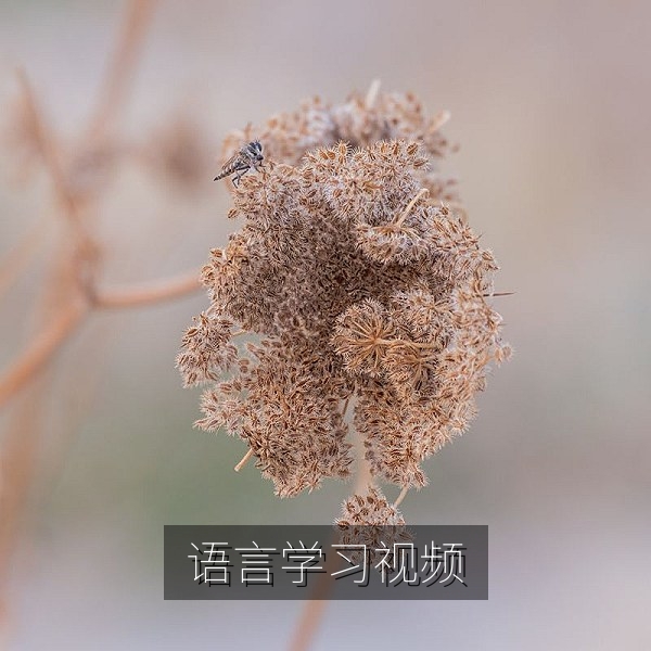 英语口语与语言学习教学视频免费下载