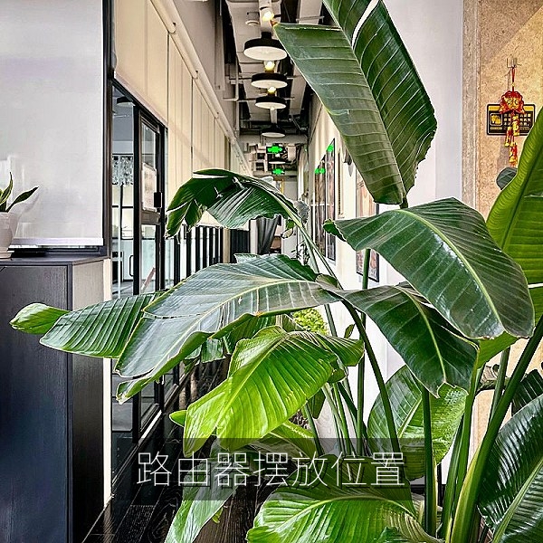 路由器摆放位置对高清视频在线观看的影响