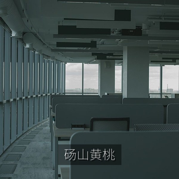 北方产区果园中挂满枝头的黄桃