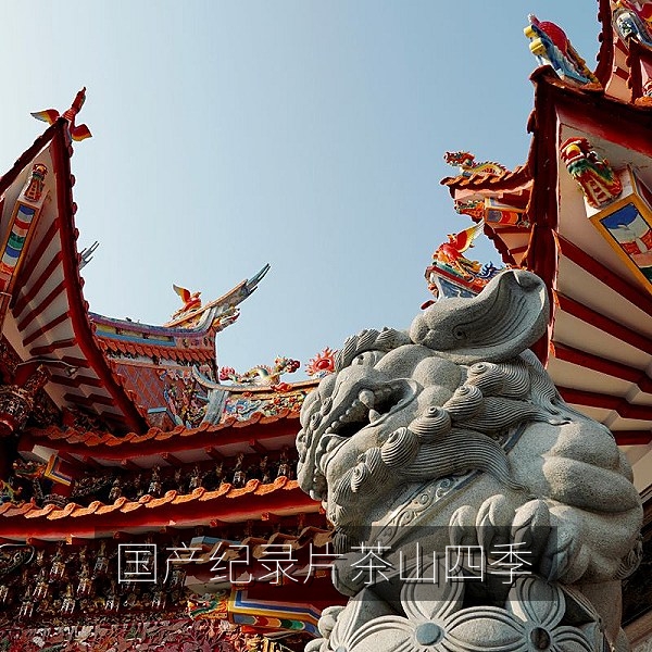 国产纪录片《茶山四季》茶园采摘高清画面