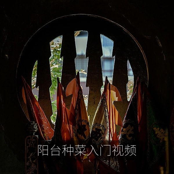 阳台种菜入门一平米收获四种蔬菜生活短视频